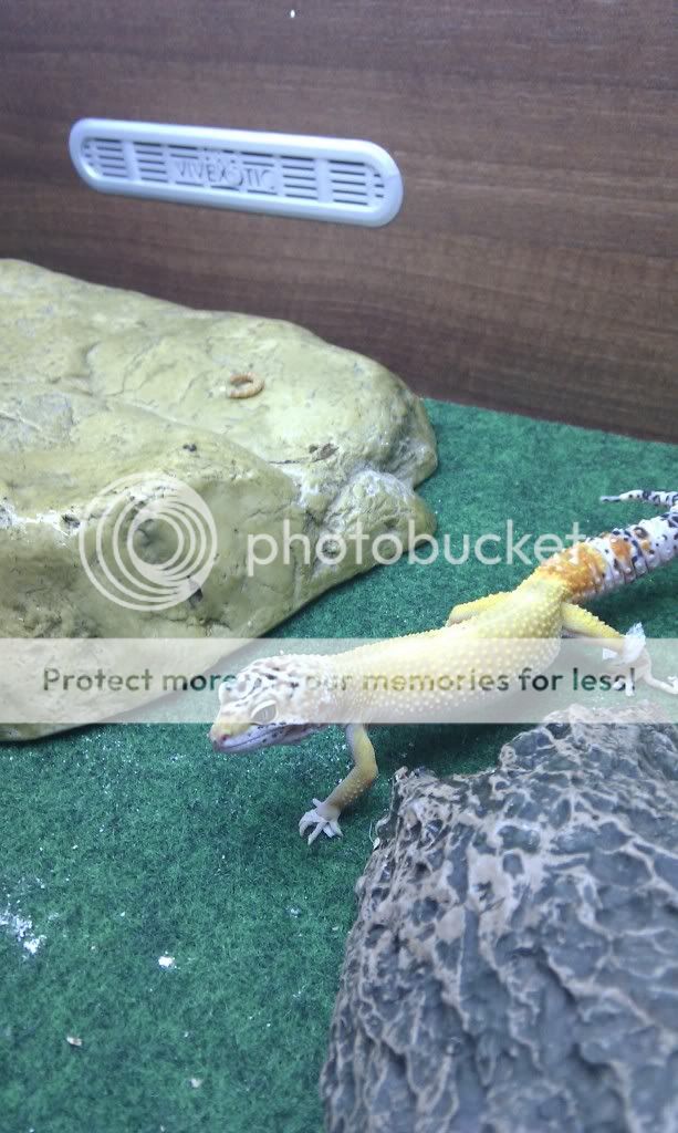 leopard gecko toe problem please help Reptile Forums