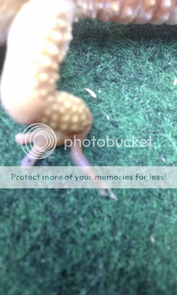 leopard gecko toe problem please help Reptile Forums