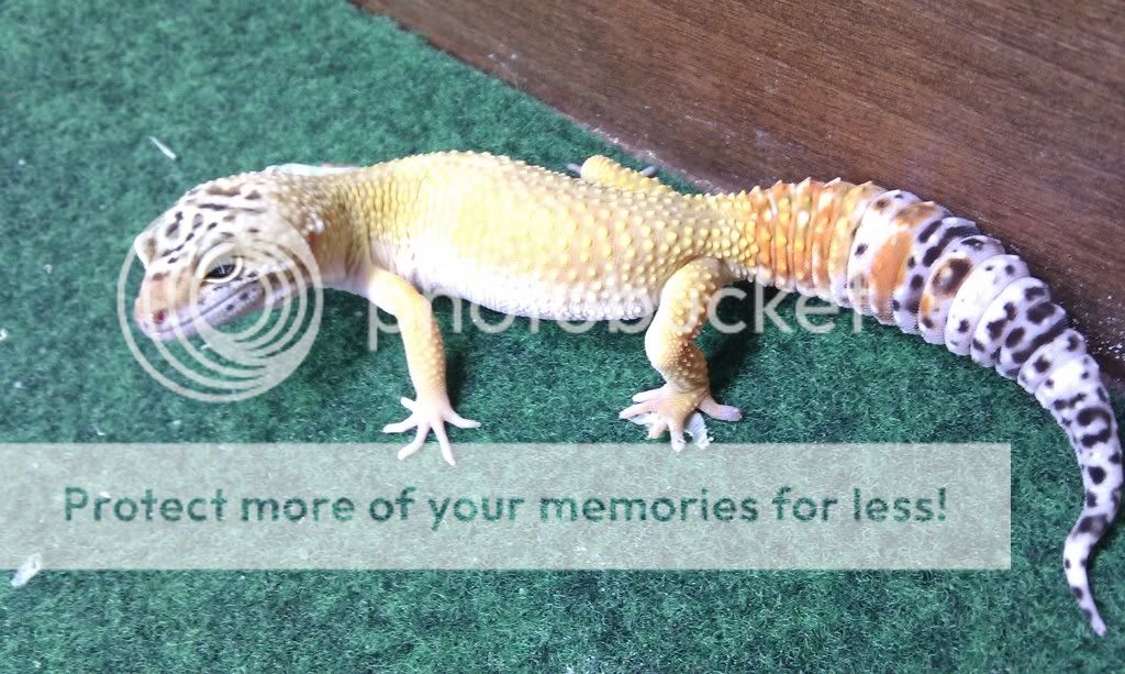 leopard gecko toe problem please help Reptile Forums