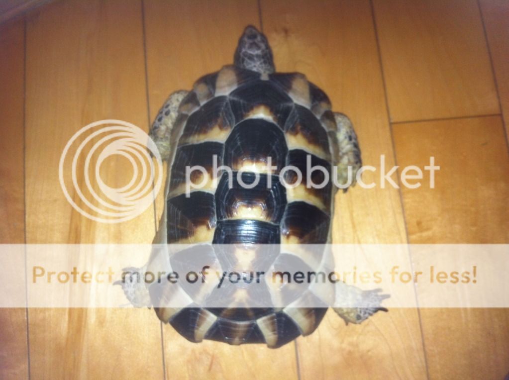 Posted Image