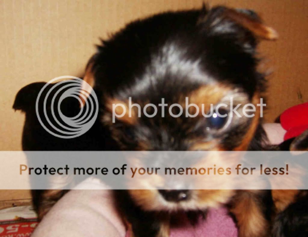 Skittles@5 weeks (c) jltmcc miniature yorkshire terrier puppies