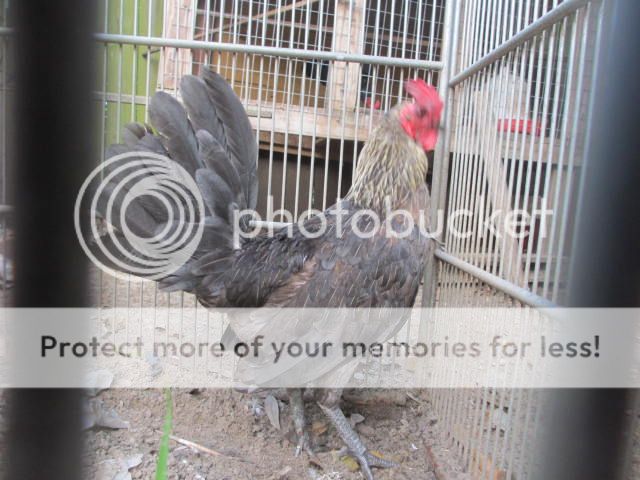 Trảng Bom: Trại gà Mỹ Hưng Long cung cấp con giống Mỹ, Asil, Peru, Tre Mỹ - Asil - 1