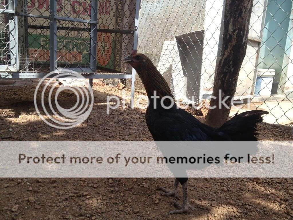 Trảng Bom: Trại gà Mỹ Hưng Long cung cấp con giống Mỹ, Asil, Peru, Tre Mỹ - Asil - 11