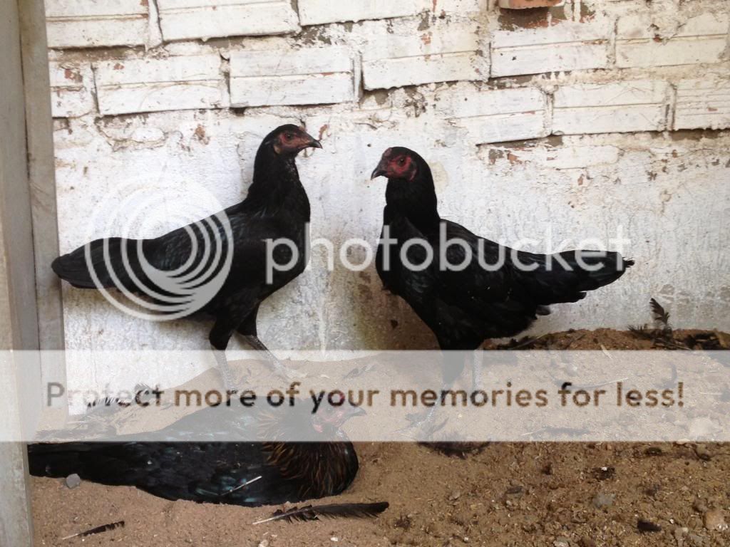 Trảng Bom: Trại gà Mỹ Hưng Long cung cấp con giống Mỹ, Asil, Peru, Tre Mỹ - Asil - 12