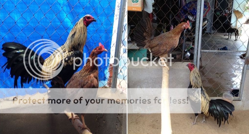 Trảng Bom: Trại gà Mỹ Hưng Long cung cấp con giống Mỹ, Asil, Peru, Tre Mỹ - Asil - 10