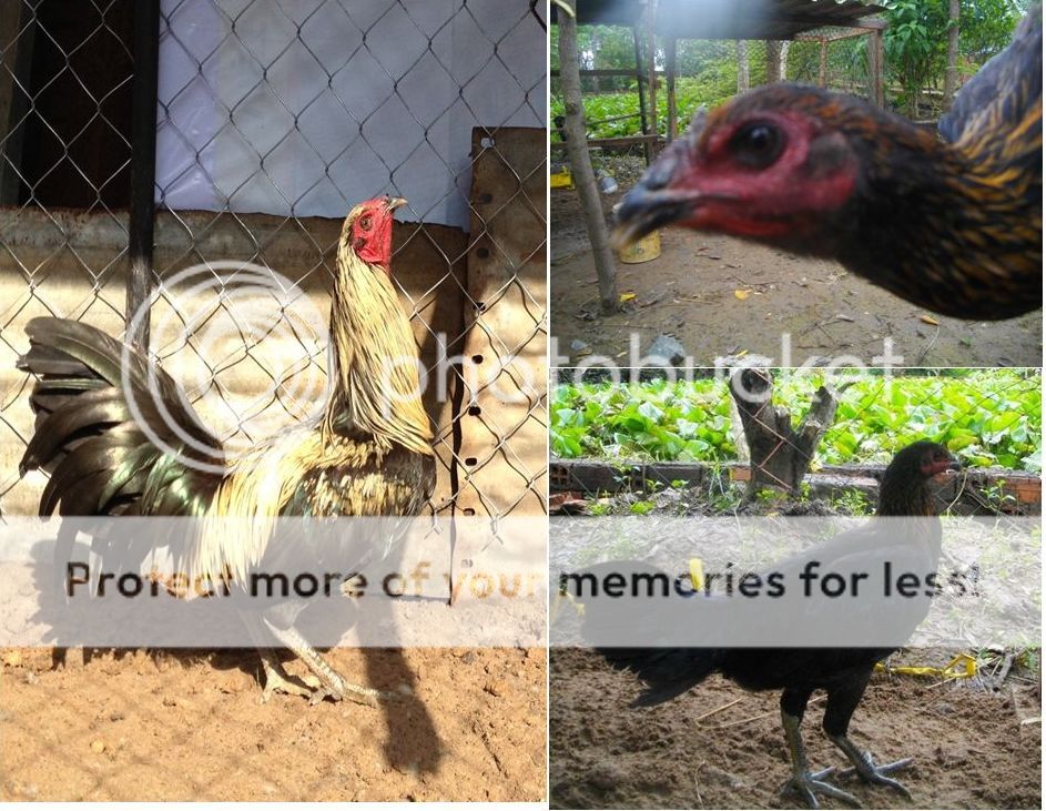 Trảng Bom: Trại gà Mỹ Hưng Long cung cấp con giống Mỹ, Asil, Peru, Tre Mỹ - Asil - 9