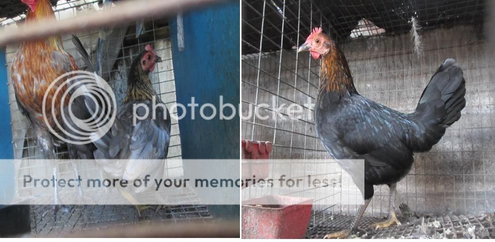 Trảng Bom: Trại gà Mỹ Hưng Long cung cấp con giống Mỹ, Asil, Peru, Tre Mỹ - Asil - 2