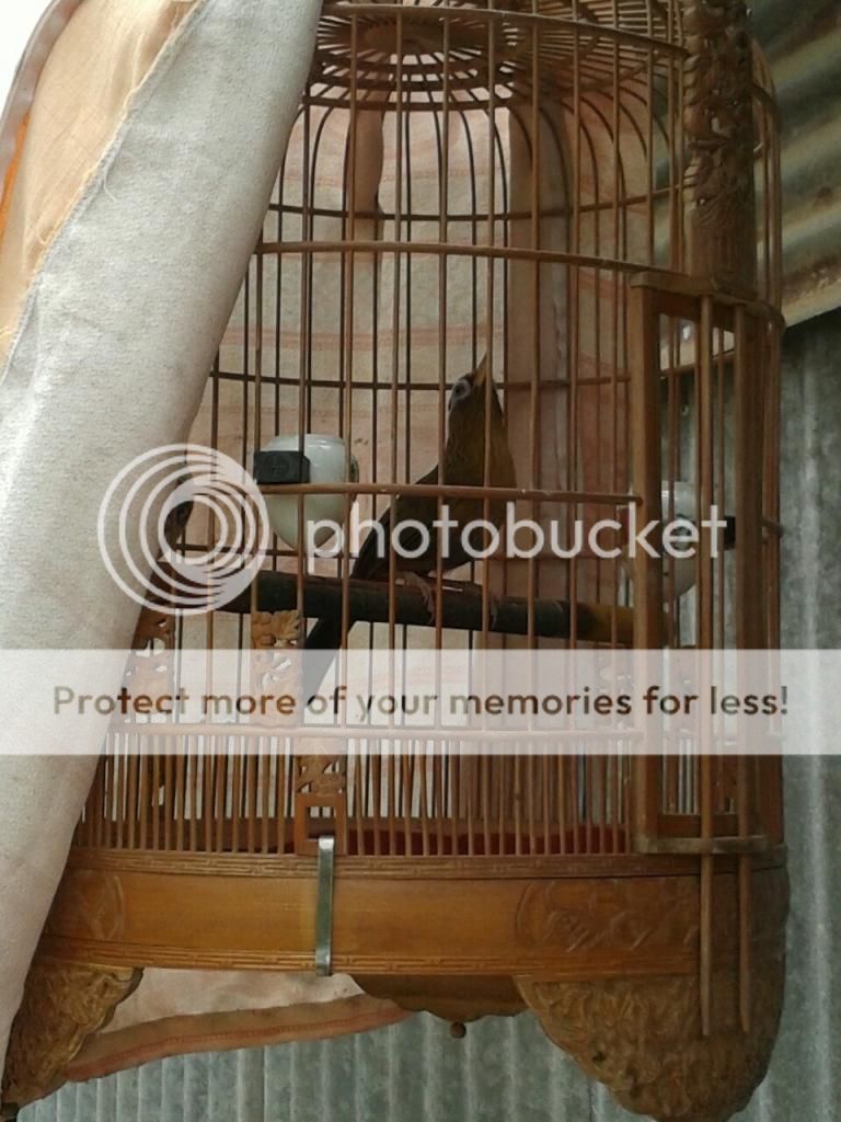 Họa mi Lào Cai: chim bổi, bổi lỡ mẫu hót - đá