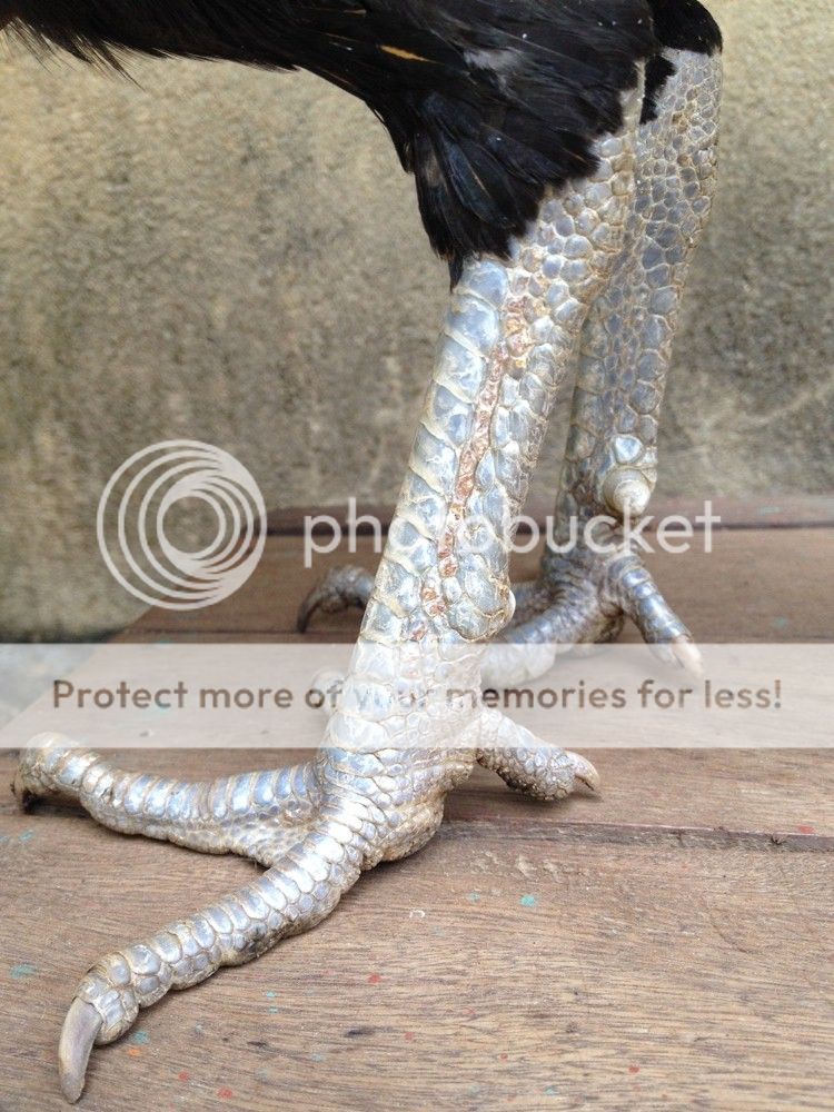 Trại gà Mỹ Hưng Long (Trảng Bom): gà con lai Mỹ - Peru - Asil (bổn cựa tròn) - 4