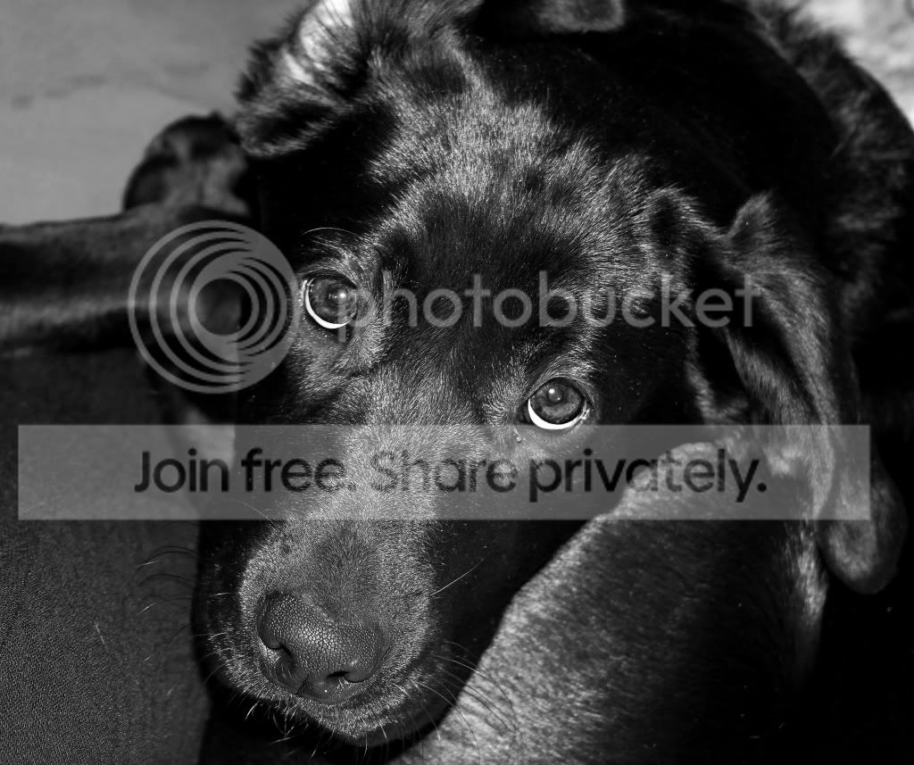 puppyeyesv4.jpg